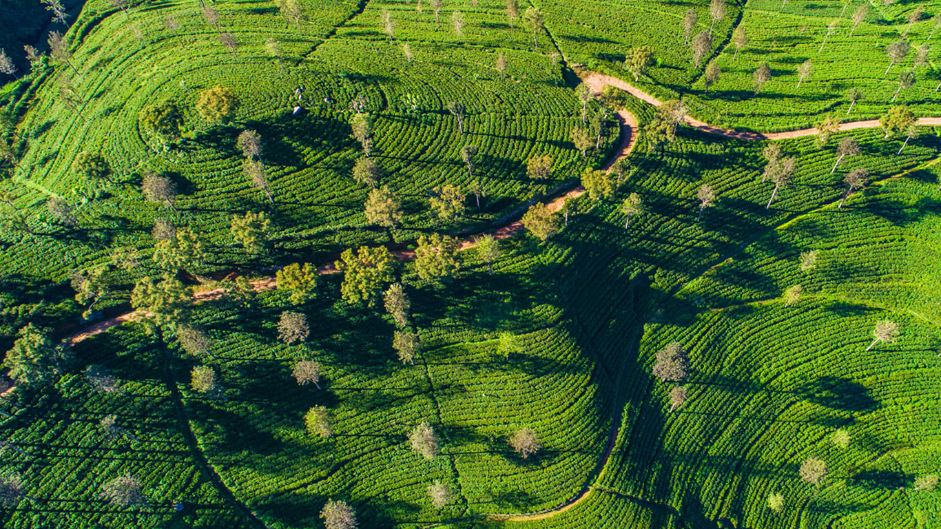 Aerial. Famous green tea plantation landscape view from Lipton’s