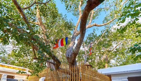 Jaya Sri Maha Bodhi Sri Lanka