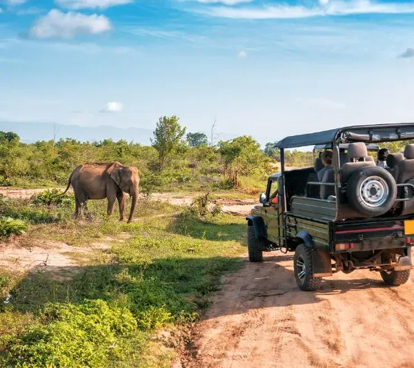 Jungle Safari