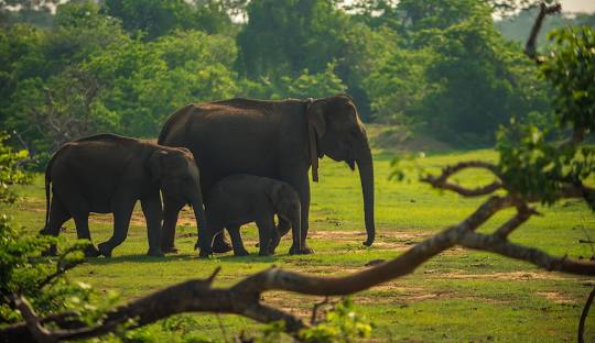 Yala National Park Sri Lanka